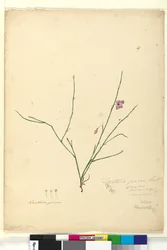 Sivu 67. Tetratheca juncea, noin 1803-06 (wc, kynä, muste ja lyijykynä).